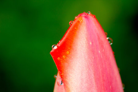 Tulip closeup with dewdrops at black backgroundの写真素材
