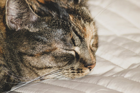 Cute domestic cat sleeping on the white blanket on the bed. Cozy vibes, home comfort concept. Selective focus.の写真素材