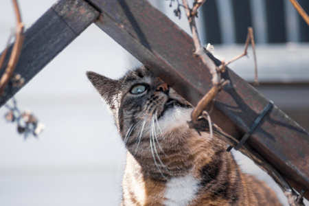 Tricolor curious cat is sniffing something outdoorの写真素材