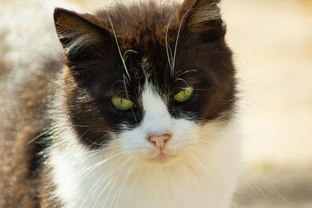 White-brown cat is staring at the camera, close-up portrait.の写真素材