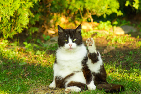 Black and white cat sits with its hind paw raised and looks intently at the camera. Isolated on green grass at front or back yard.の写真素材