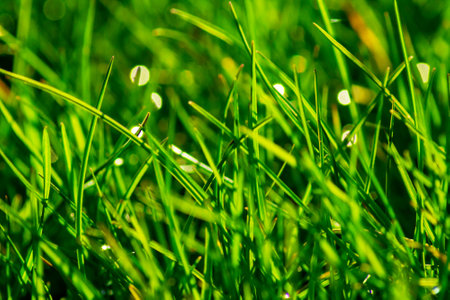 Fresh green grass texture with dew drops. Horizontal nature backgroundの写真素材