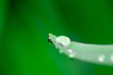Dew drop on the grass in the morningの写真素材