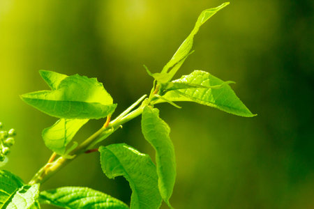 Green leaves, nature background