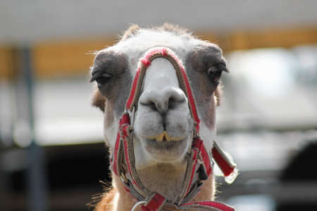 Brown llama (lama glama) portrait outdoor. Zoo animals. Animals protection and farm life concept.の写真素材