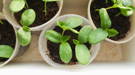 Young fresh seedling growing in pots on windowsill. Young sprouts of cucumber plant. Gardening...