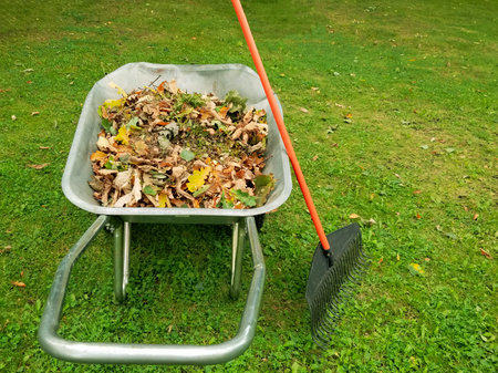 Raking fall leaves in garden. Wheelbarrow full of dried leaves with fan rake. Autumn leaf cleaning.