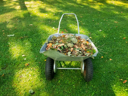 Raking fall leaves in garden. Wheelbarrow full of dried leaves. Autumn leaf cleaning.の写真素材