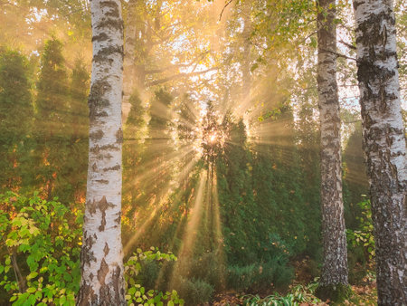 Beautiful Sunset In Sunny Autumn Garden. Sun Rays Through Trees In Garden Landscapeの写真素材