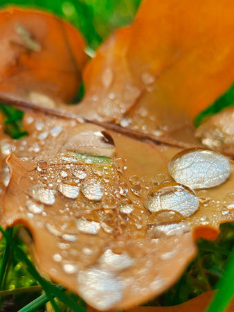 Autumnal leaf with dew drops, macro shot