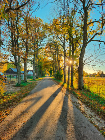 Beautiful autumn lane in the countryside. Empty pathway and colorful valley of trees. Lights and shadows. Sunny and tranquillity scene.の写真素材