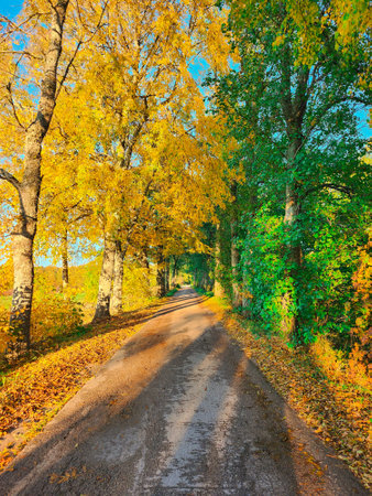 Yellow and green trees and footpath road in autumn landscape in countryside. Beautiful romantic alley. autumn view in natureの写真素材