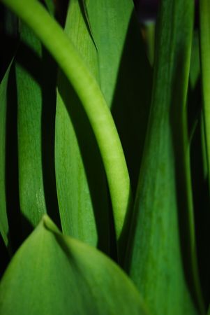 leafsの写真素材