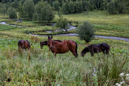 horses in the mountainsの写真素材