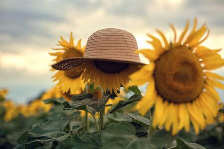 summer sunflower in the field and hatの写真素材