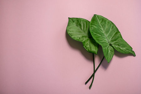 two green beautiful leaves of a houseplant