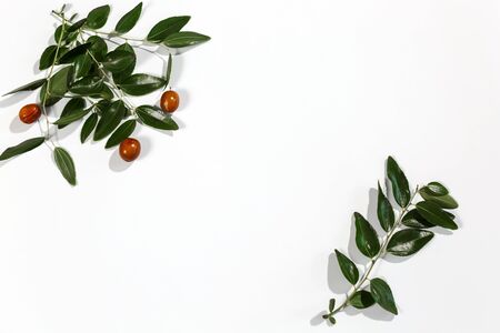 Branch with leaves and fruits of the date treeの写真素材