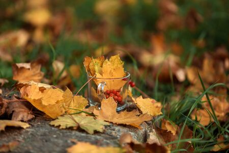 A tea Cup on the street among the autumn leaves stands with viburnumの写真素材