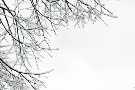Tree branch brown in snow on white backgroundの写真素材