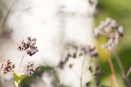 dry herbal plant in the sunの写真素材