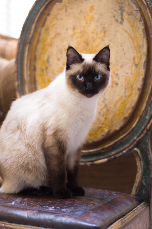 A Seal Point Siamese cat sitting on a rustic chair and looking at the camera  の写真素材