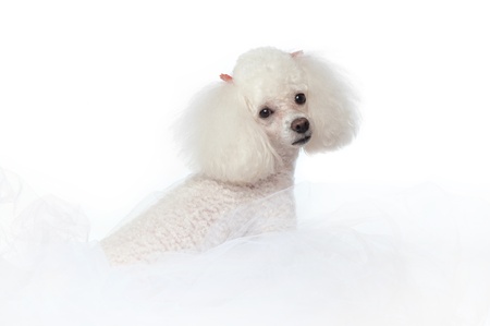 An adorable white toy poodle nestled in white tulle fabric  Shot in the studio isolated on a white seamless backdrop  の写真素材