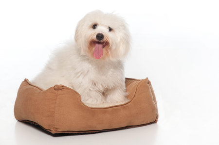 A white, 7 month old Coton de Tulear dog, sitting in his doggie bed  This rare breed is related to...