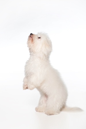 A white, 7 month old Coton de Tulear dog, standing up and begging  This rare breed is related to the Bichon Tenerife and Tenerife Terrier  Shot in the studio and isolated on a white background  の写真素材