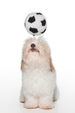 A white, 7 month old Coton de Tulear dog, playing with a toy soccer ball  This rare breed is related to the Bichon Tenerife and Tenerife Terrier  Shot in the studio and isolated on a white background  の写真素材