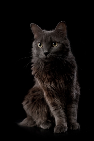 Studio shot of a grey Nebelung cat isolated on black. The Nebelung is a rare breed, similar to a Russian Blue, except with medium length, silky hair. の写真素材