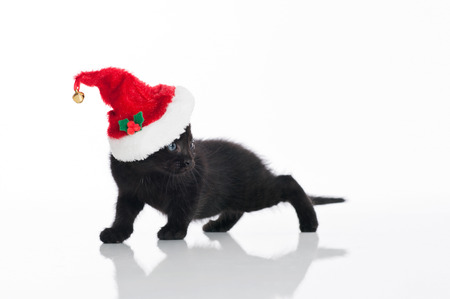 A black Tabby kitten wearing a red and white Santa hat  Shot in the studio on an isolated, white background の写真素材