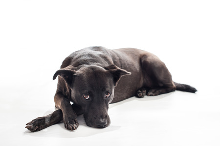 A back lit portrait of a black, mixed-breed, female dog lying down with a bored look on her face. Isolated on a white seamless background. According to DNA testing, "Sophie" is primarily a mix of Australian Shepherd, Beauceron and English Toy Spaniel, amoの写真素材