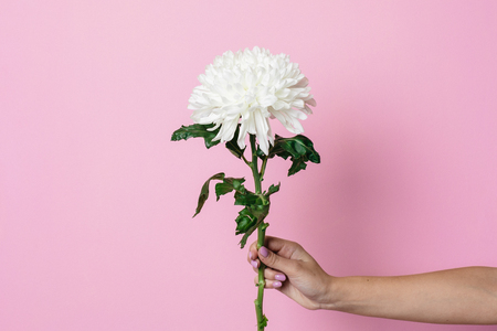 Female hand holds beautiful white flower on a pink background side viewの写真素材