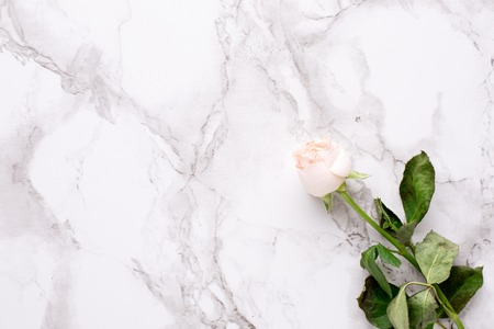 Dried white rose on marble background top viewの写真素材