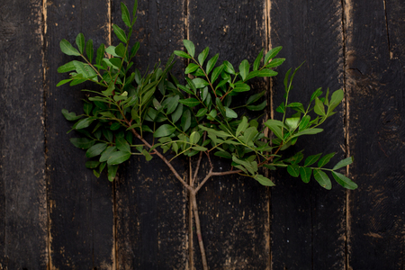 Green pistachio branch on dark wooden backgroundの写真素材