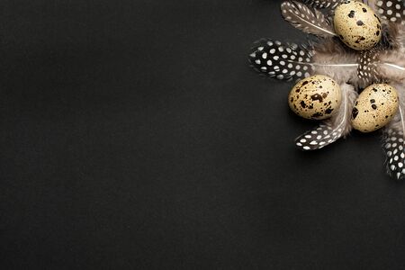 Quail eggs with feathers on a black background with copyspace . Holiday easter, minimalistic black composition top viewの写真素材