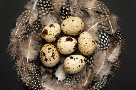 Quail eggs with feathers on a black background . Holiday easter, minimalistic black composition top viewの写真素材