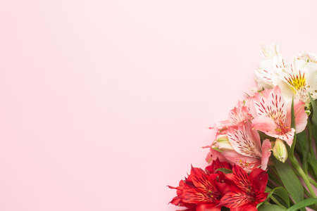 White and pink flower Alstroemeria on a pink background with copyspaceの写真素材
