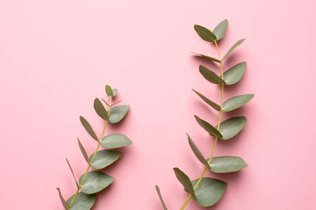 Green plant eucalyptus on a pink background top viewの写真素材