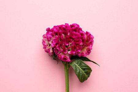 Pink unusual flower on a pastel background top view