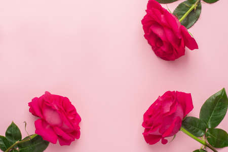 Roses flowers on a pink pastel background, festive postcard with a frame top viewの写真素材