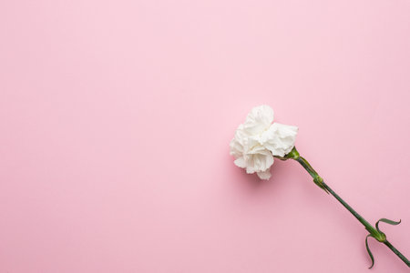 Gently white peony flower isolated on pink background top viewの写真素材
