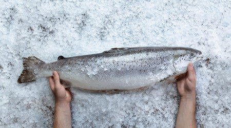 Fresh raw salmon fish in hands on ice over gray stone background top view