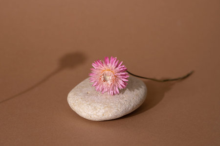 Dry pink flower and stone with dark shadow on a light brown background. Trend, minimal concept with copyspace side viewの写真素材