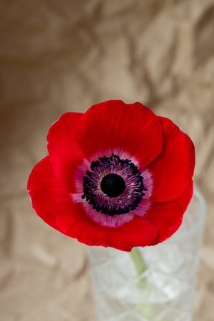Close up view of beautiful wild red Anemone on brown paper craft side view
