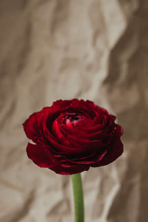 Macro of a deep red ranunculus, extremely shallow depth of field, selective focus flower on craft paper backgroundの写真素材