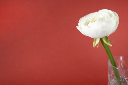 White ranunculus in vase against red brown background, beautiful spring flower, vintage card, copy...