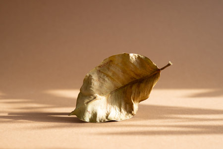 Green leaf dried on brown background.Still life composition with dark shadows.Trendy and modern,...