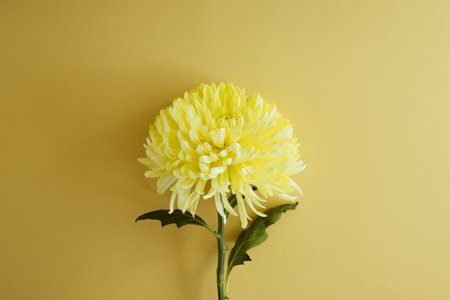 Yellow chrysanthemum on a pastel background close-up. Beautiful bright chrysanthemums bloom with...