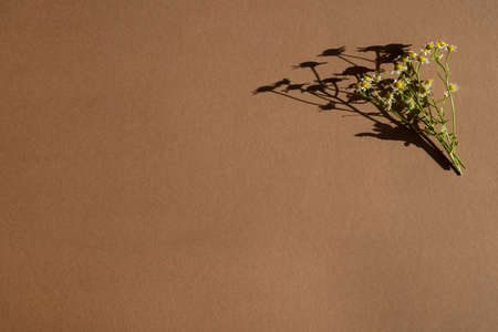 Bunch of white chamomiles on brown background in sunlight with dark shadows.The concept of purity, freshness, Trendy and modern, aesthetic, minimalism top viewの写真素材